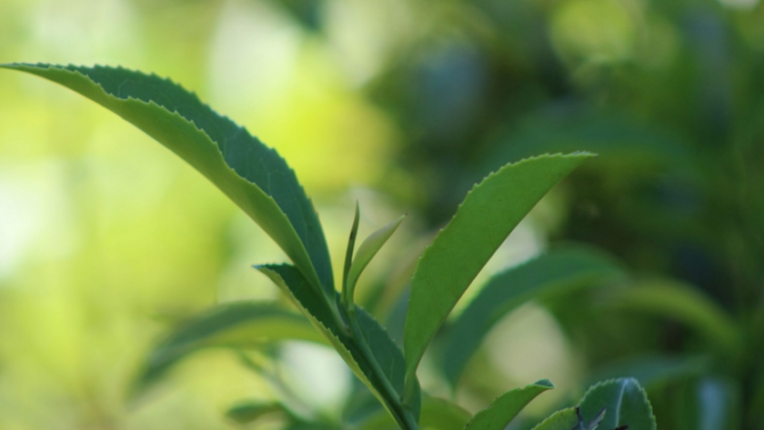 Se presentó el manual de buenas prácticas agrícolas en la actividad tealera