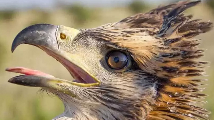 Adecuación y modificación en los tendidos eléctricos para proteger las aves rapaces