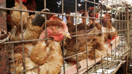 La Unión Europea prohibirá el uso de jaulas en producción animal