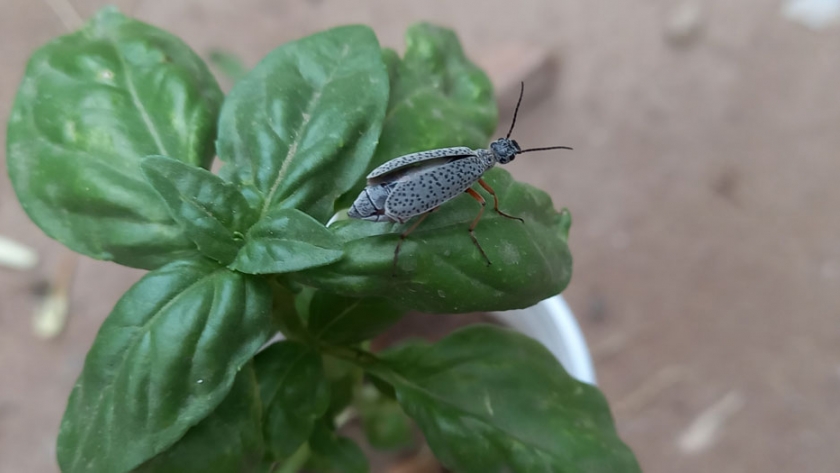 Control de plagas en la huerta: Bicho Moro