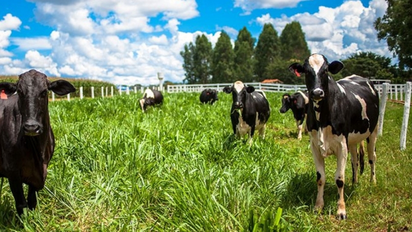 Pronostican que aumentará la producción de leche en el mundo para 2020