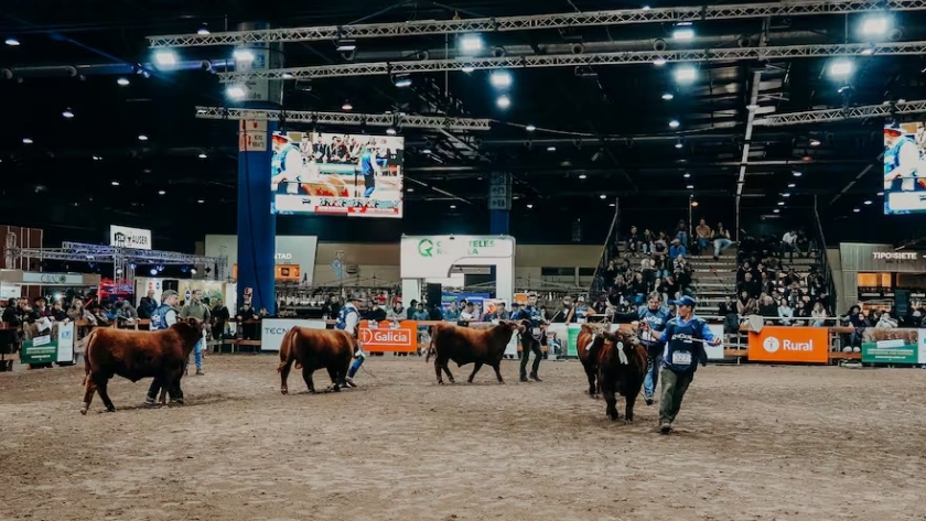 Expo Angus: la pista de jura de la raza, convertida en una Fórmula 1 de la ganadería