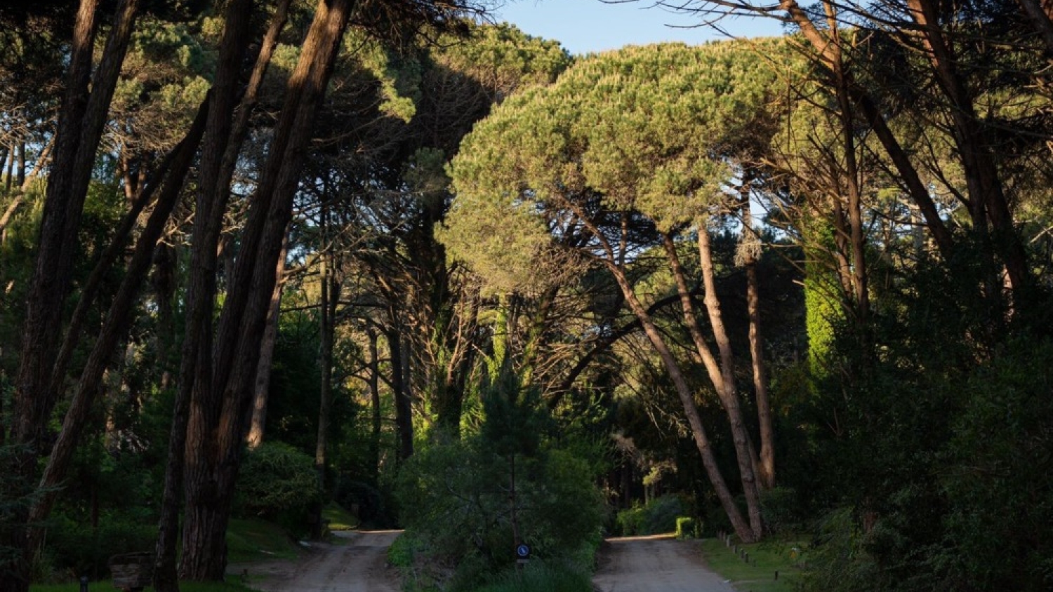 Cariló, el balneario argentino que combina verano, bosque y estilo europeo