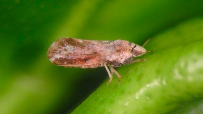 Biofábrica producirá avispas benéficas para frenar el HLB