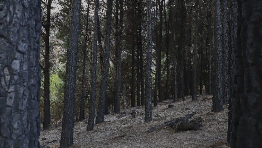 CIEFAP y Alemania investigan propuestas de manejo sostenible de bosques patagónicos