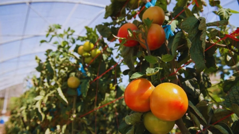 Desde el INTA construyen invernaderos para producir de verduras bajo cubierta