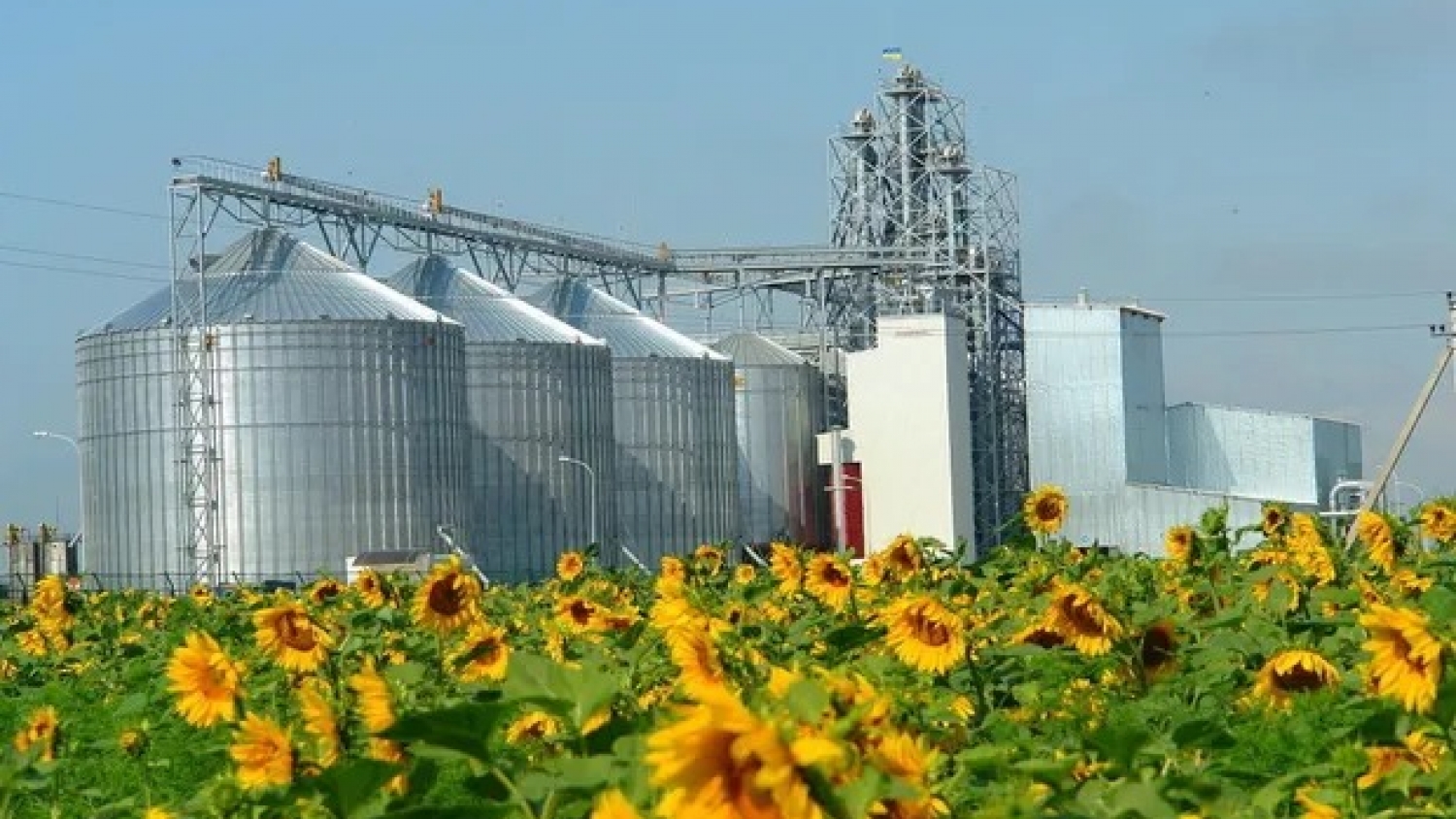 Récord en la industria aceitera: la molienda de girasol alcanzó su nivel más alto en 17 años