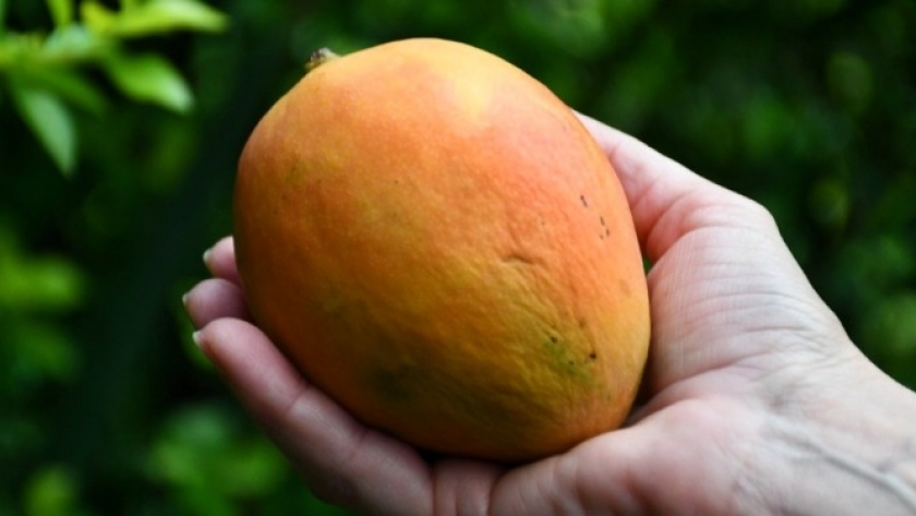 Innovación en Misiones: desarrollan snack funcional de mango para pacientes renales