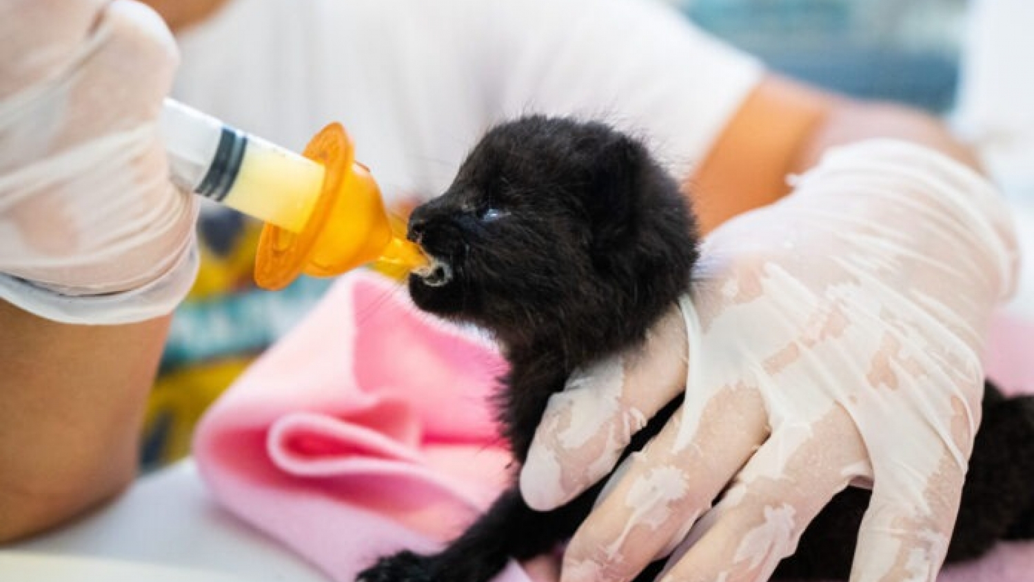 Cómo rescatan y preparan para volver a la naturaleza a crías huérfanas de animales silvestres