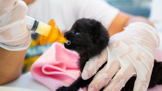 Cómo rescatan y preparan para volver a la naturaleza a crías huérfanas de animales silvestres