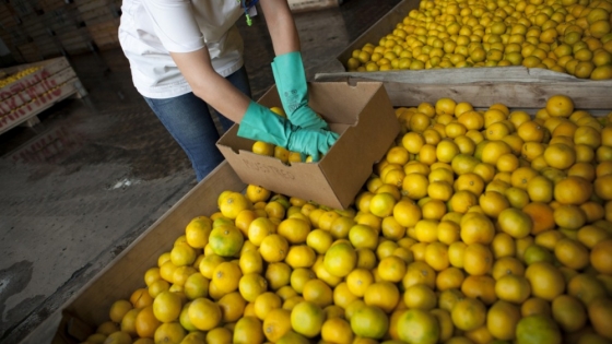 Entre Ríos: Difusión del nuevo sistema de control de stock de frutas en empaques cítricos