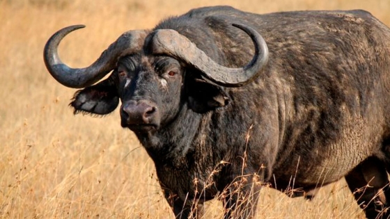 Carne de búfalo: la proteína roja del futuro