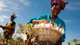 Nigeria se prepara para dos cultivos de OGM en 2020