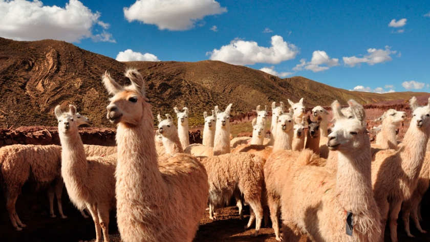 Nanoanticuerpos de llamas