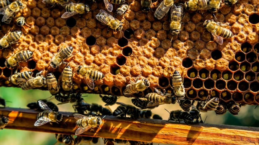 Abejas: vitales para el mundo