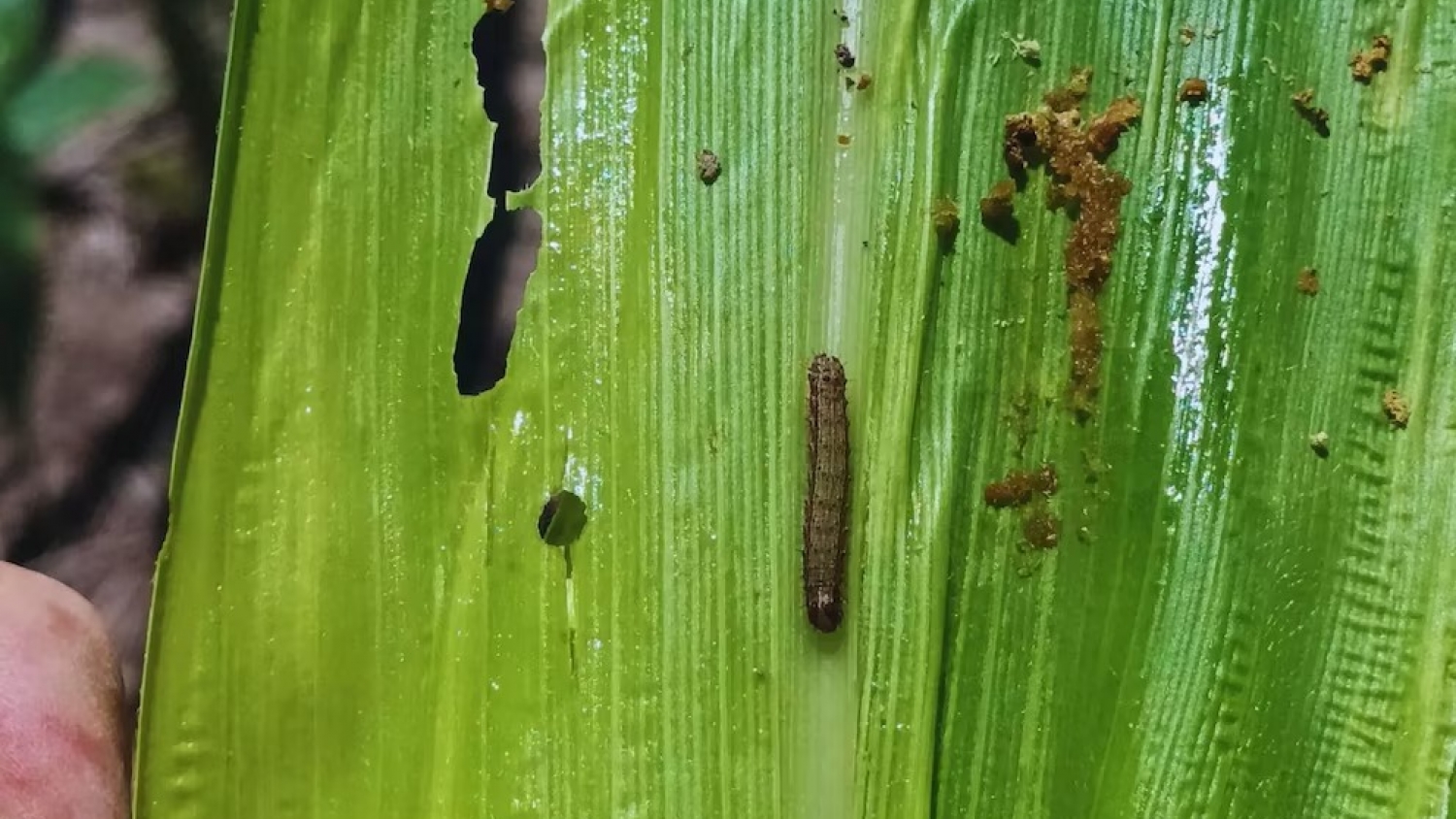 El INTA detecta ataques tempranos del gusano cogollero incluso en maíces Bt en el norte de Santa Fe