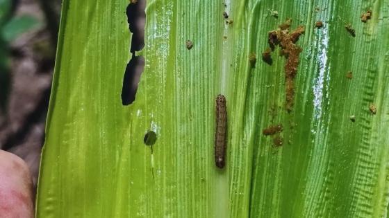 El INTA detecta ataques tempranos del gusano cogollero incluso en maíces Bt en el norte de Santa Fe