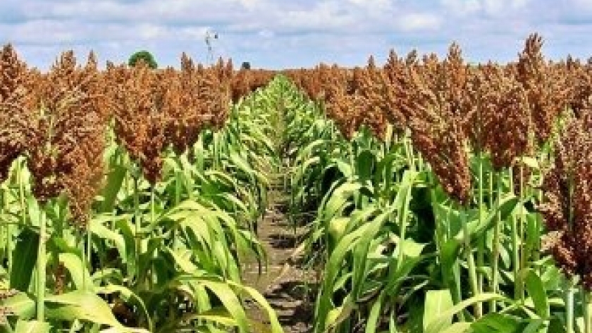 El “apetito chino” por el sorgo sigue firme