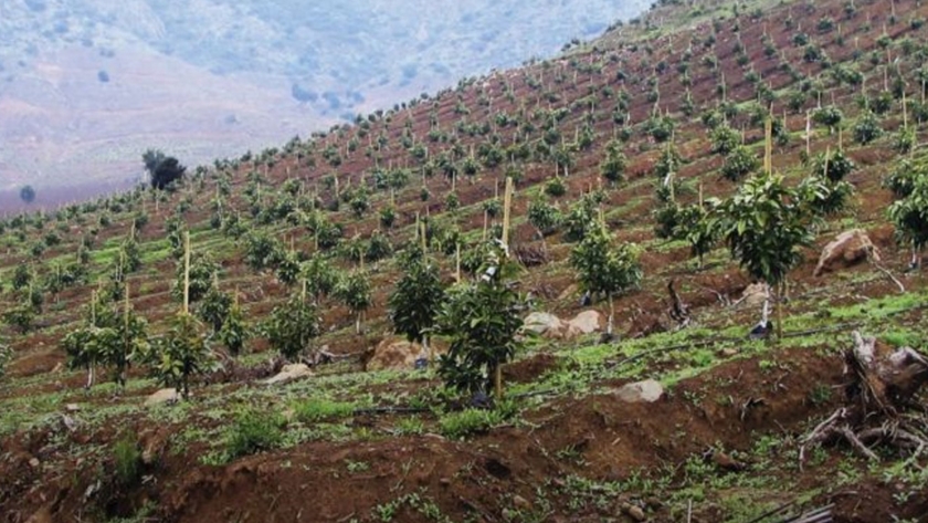 Cazalac presenta estudio que evalúa impacto medioambiental del cultivo de palta en Chile