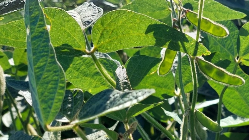 Evolución del cultivo de soja en Entre Ríos y en Santa Fe