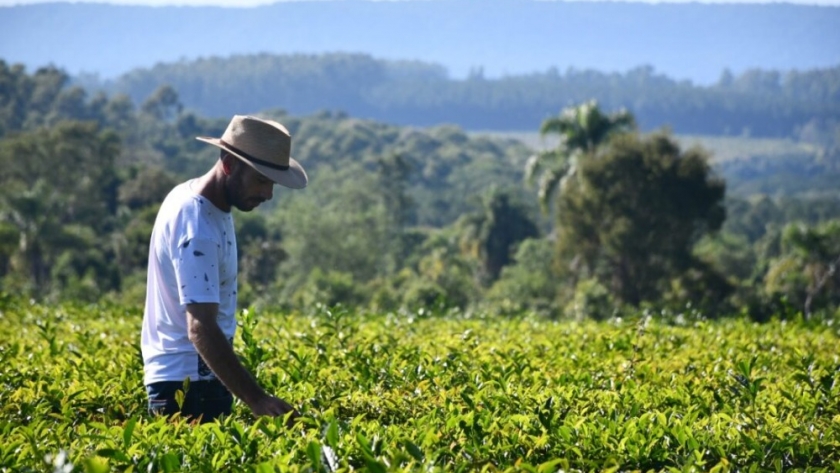 Productores de yerba mate de Misiones exigen medidas urgentes al Gobierno Provincial