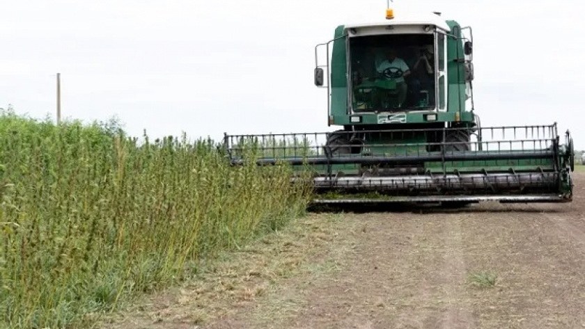 Cuál es la empresa argentina detrás de la primera cosecha de cáñamo industrial