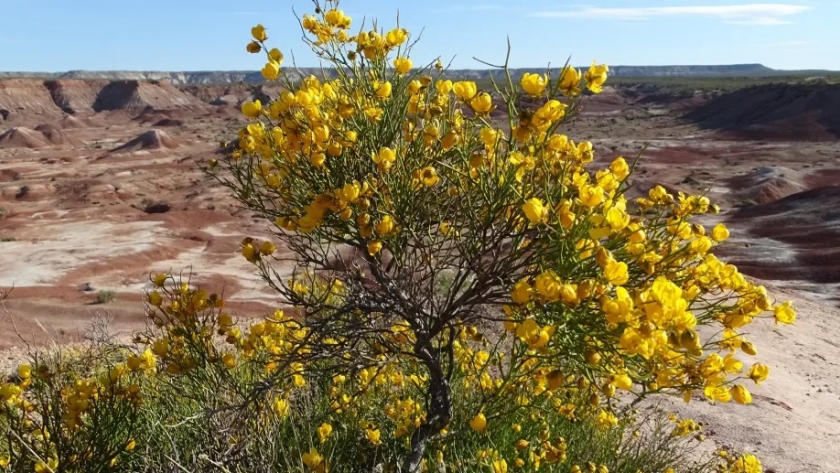 La increíble biodiversidad del monte austral en la Patagonia: un tesoro oculto