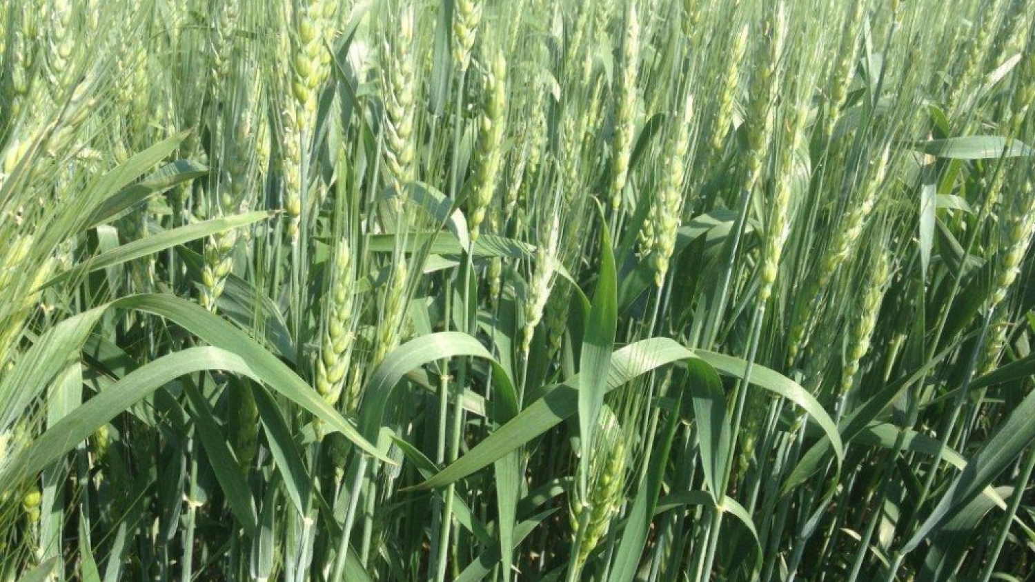 INTA advierte sobre déficits nutricionales y llama a planificar la campaña fina con anticipación