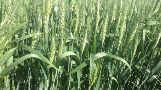 INTA advierte sobre déficits nutricionales y llama a planificar la campaña fina con anticipación