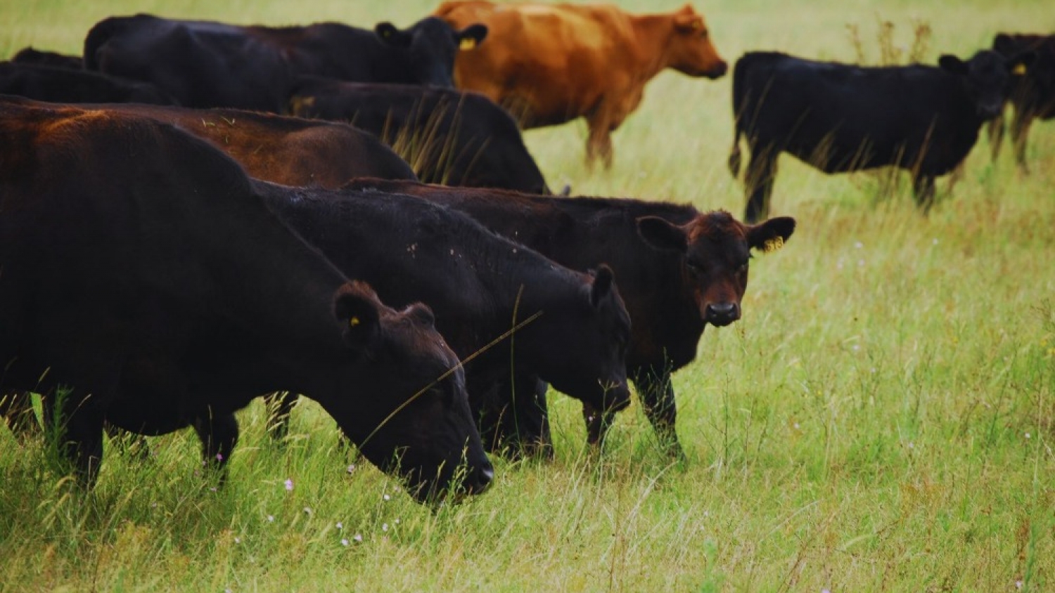 Preñez bovina: el manejo que logró más del 80% en 27 días