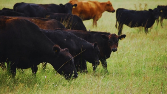 Preñez bovina: el manejo que logró más del 80% en 27 días
