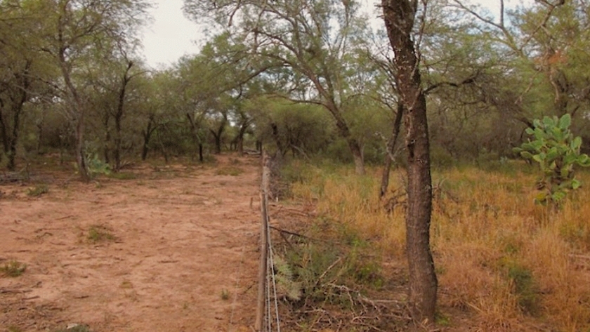 En el Chaco Santiagueño, recuperan bosques con prácticas agroecológicas