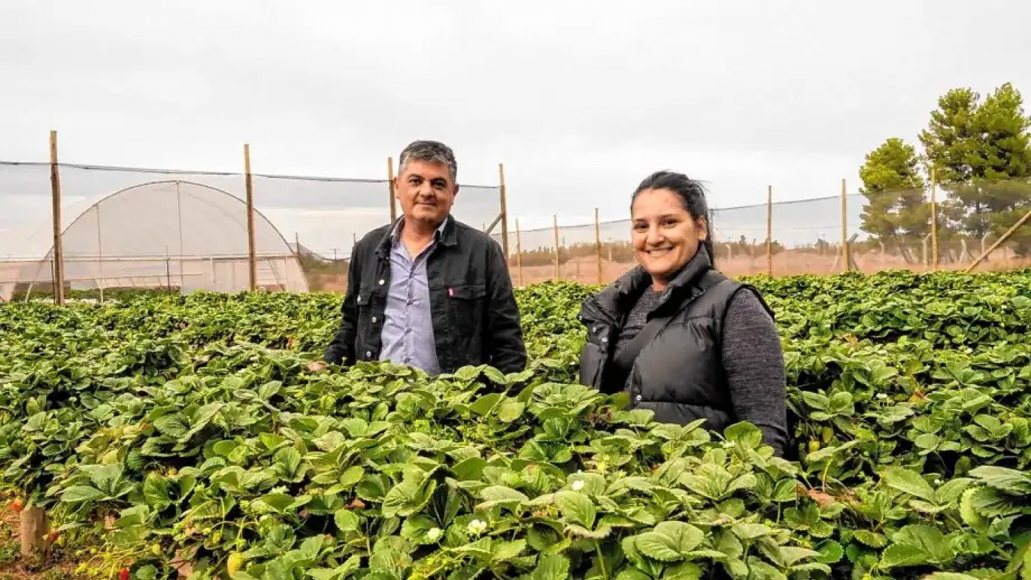 Del petróleo a las frutillas: diversificación en Plaza Huincul