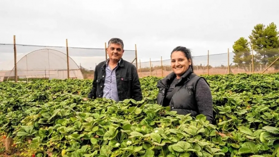 Del petróleo a las frutillas: diversificación en Plaza Huincul