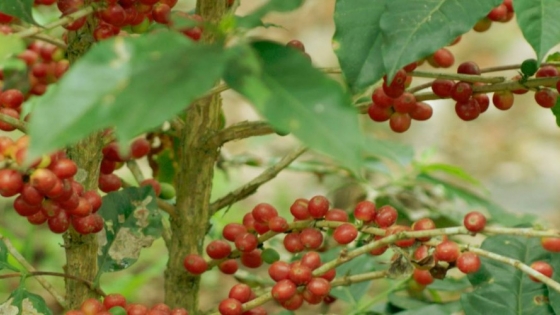 Baritú: el café de las yungas salteñas
