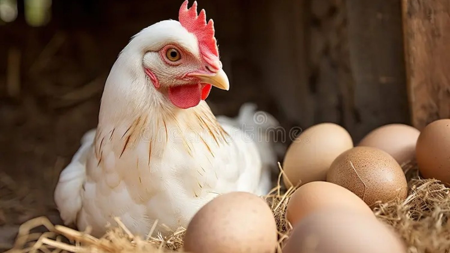 Argentina alcanzó un récord histórico y se convirtió en el mayor consumidor de huevos del mundo