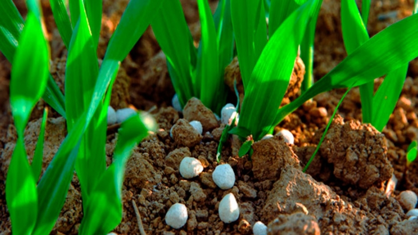Pautas para fertilizar después de los excesos hídricos