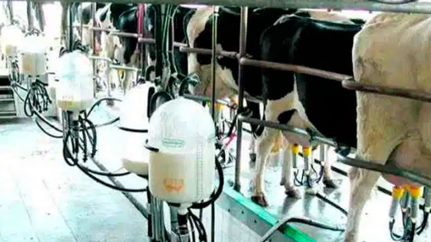 Poca variación en el precio de la leche al productor