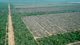 América del Sur todavía tiene la segunda tasa de pérdida de bosques más alta del mundo