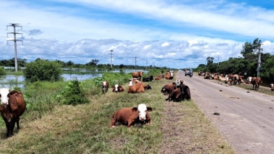 De la sequía a la inundación: Por el exceso de agua, en el norte santafesino hay mortandad de vacas y proliferación de enfermedades