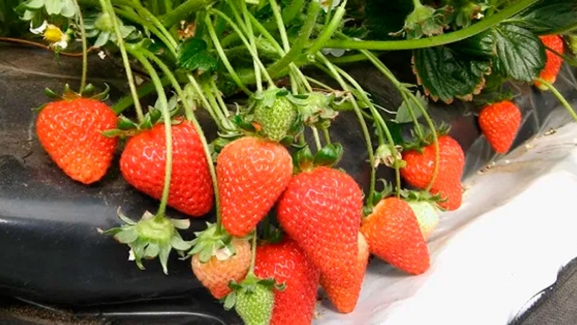 Descubren propiedades medicinales en la frutilla