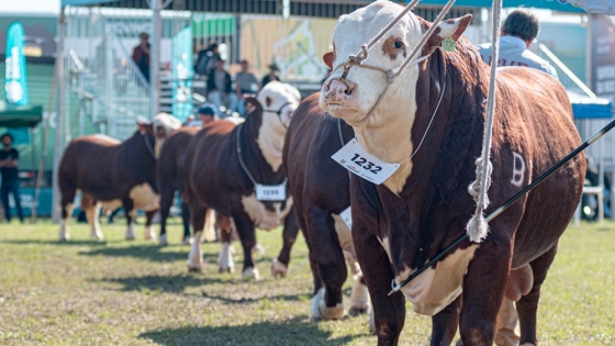 Brasil: El Mundial Braford y la Nacional Hereford alcanzan los 600 animales inscriptos