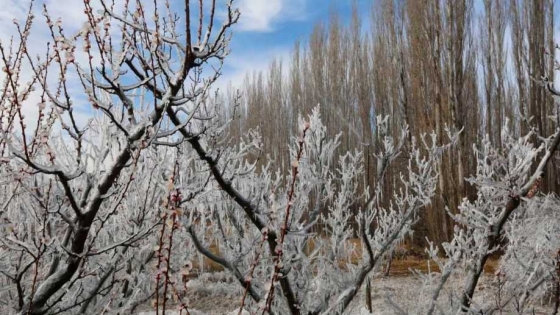 Río Negro declaró la emergencia agropecuaria por heladas tardías y granizo