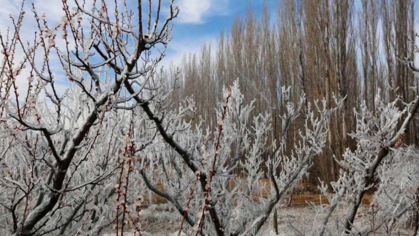 Río Negro declaró la emergencia agropecuaria por heladas tardías y granizo