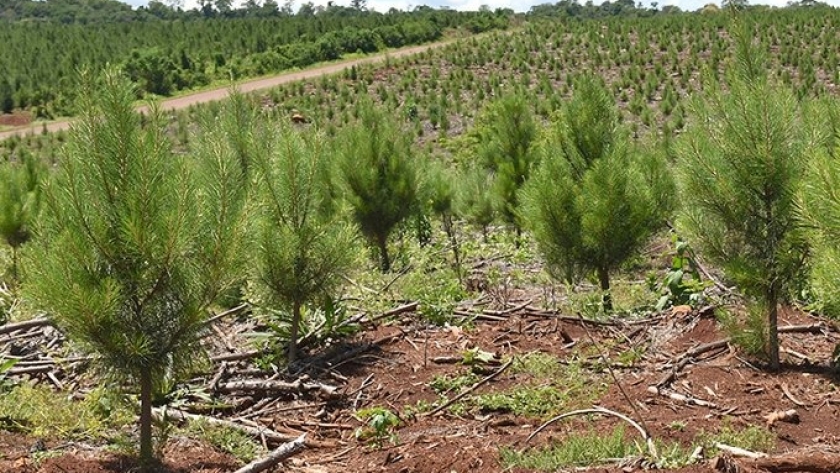 Repercusión nacional de gremios rurales y forestales que rechazan la ley que prohíbe el uso del glifosato en Misiones: “No tiene base técnica ni científica”