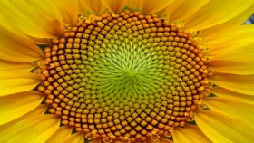 Girasol 2020/21: El USDA pronostica MT 4 para la producción argentina