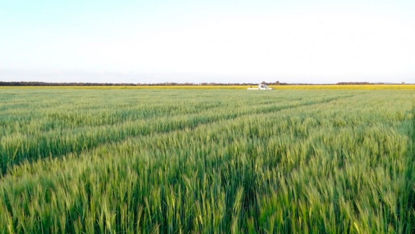 Cebada y trigo: proteger desde la semilla puede dar subas en rindes de hasta 800 kg/ha