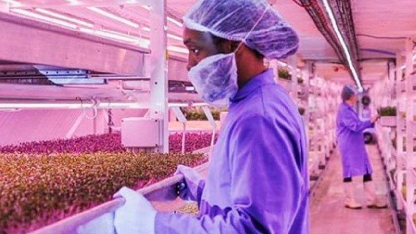 Huertos subterráneos a 33 metros bajo tierra: la última tendencia en agricultura urbana