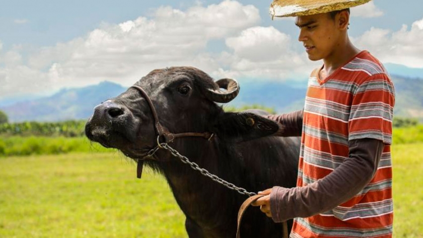 ¿Conoce los beneficios de la leche de búfala y sus derivados?	