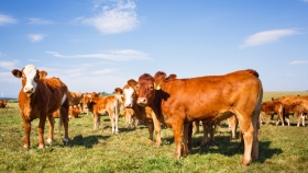 Sequía y stock bovino: unas 7,5 millones de cabezas están bajo riesgo en plena etapa de retención